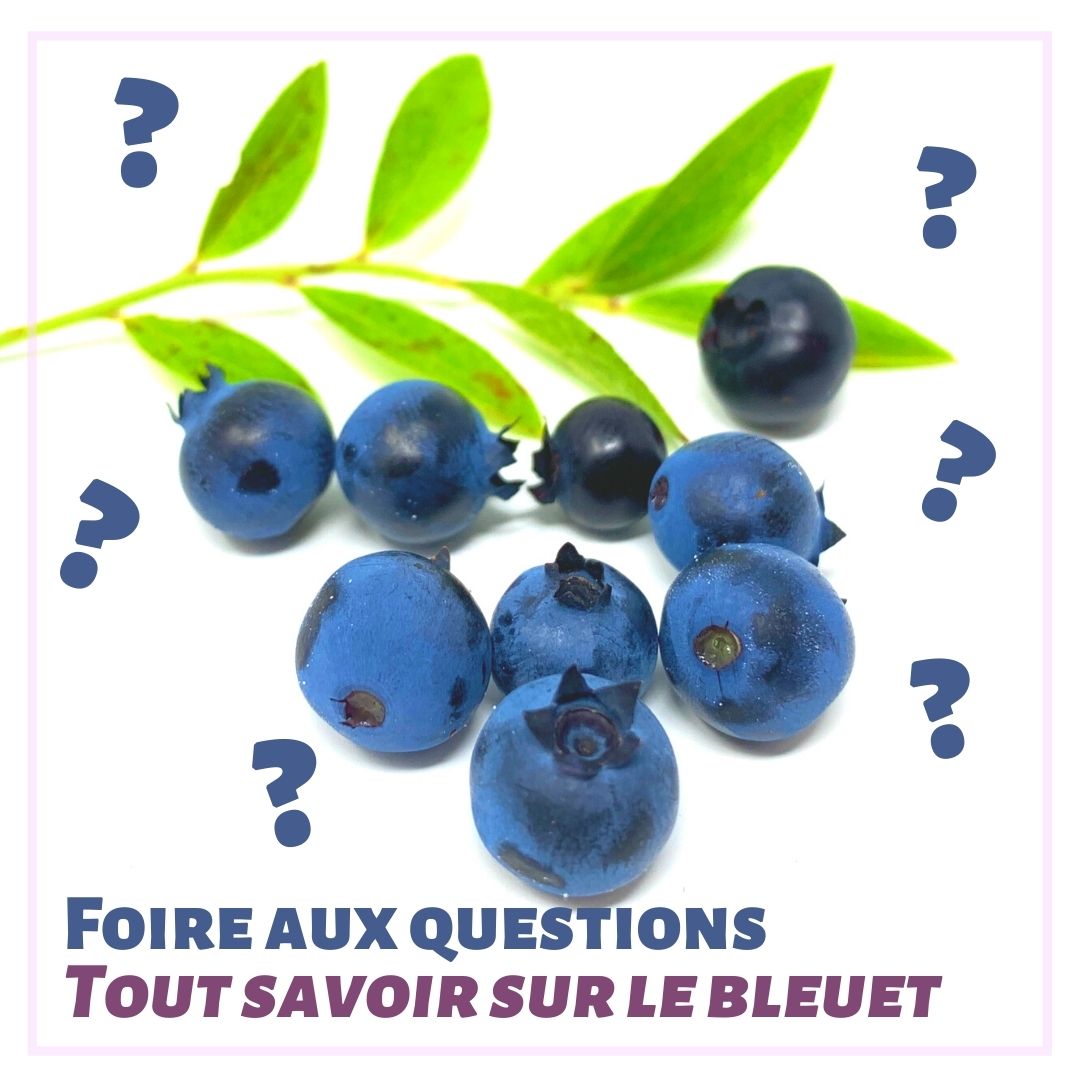 FAQ - Tout savoir sur le bleuet sauvage du Lac-Saint-Jean