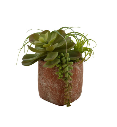 Plante dans vase carré