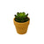 Plot plante grasse