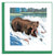Carte de vœux grizzly sauvage en quilling